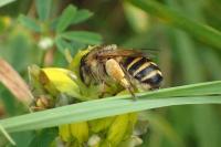 Melitta leporina