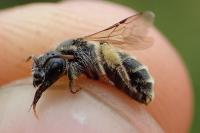 Rhophitoides canus