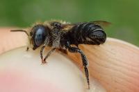 Osmia spinulosa