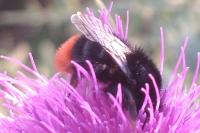 Bombus lapidarius