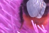 Bombus lapidarius