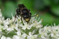 Macropis europaea