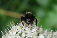 Macropis europaea