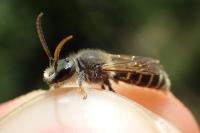 Rophites quinquespinosus