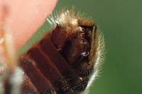 Rophites quinquespinosus