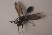Isodontia mexicana