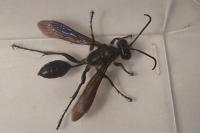 Isodontia mexicana