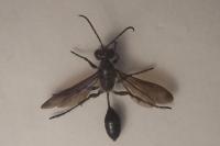 Isodontia mexicana