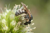 Seladonia leucahenea