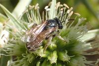 Seladonia leucahenea