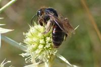 Andrena rosae