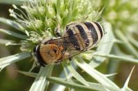 Colletes hylaeiformis