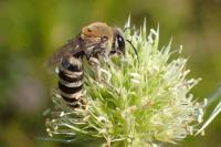 Colletes hylaeiformis