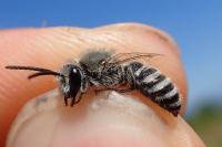 Colletes hylaeiformis