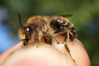 Anthophora furcata