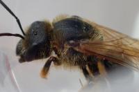 Halictus sexcinctus