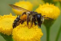 Andrena denticulata