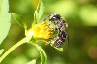 Lasioglossum majus