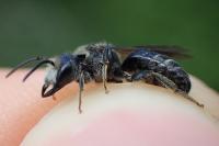Lasioglossum majus
