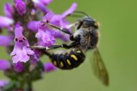 Anthidium septemspinosum