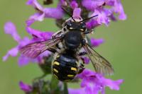 Anthidium septemspinosum