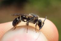 Lasioglossum subfasciatum