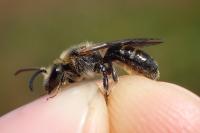 Lasioglossum subfasciatum