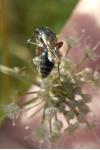 Tiphia femorata