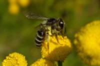 Andrena denticulata