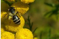 Andrena denticulata