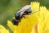 Panurgus calcaratus