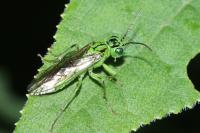 Rhogogaster punctulata