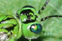 Rhogogaster punctulata