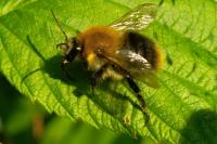 Bombus pascuorum