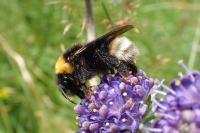 Bombus bohemicus