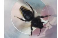 Bombus campestris