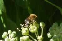 Colletes hederae