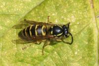 Vespula vulgaris