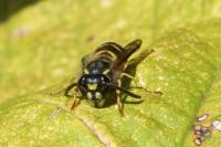 Vespula vulgaris