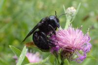 Xylocopa valga