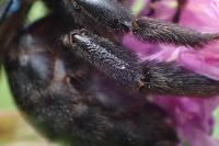 Xylocopa valga