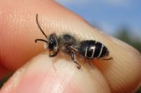 Melitta tricincta