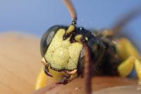 Cerceris sabulosa