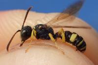 Cerceris sabulosa