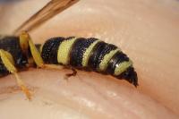 Cerceris sabulosa