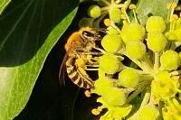 Colletes hederae