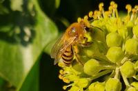 Colletes hederae