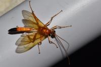 Opheltes glaucopterus