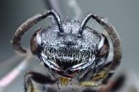 Sphecodes majalis