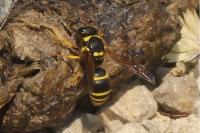 Ancistrocerus
